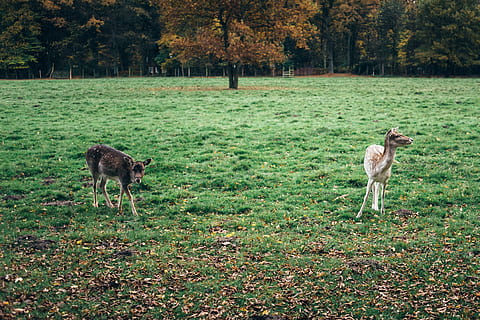 due giovani cervi, giovane, Cervi, animali, animale, natura, erba, mammifero, all'aperto, scena rurale, azienda agricola, bestiame, pascolo, Marrone, prato, temi animali, fauna selvatica, animali allo stato selvatico, albero, pianta, terra, campo, gruppo di animali, vertebrato, autunno, canino, animali domestici, colore verde, cane, domestico, giorno, due animali, nessuno, modificare, 4K, CC0, dominio pubblico, privo di copyright