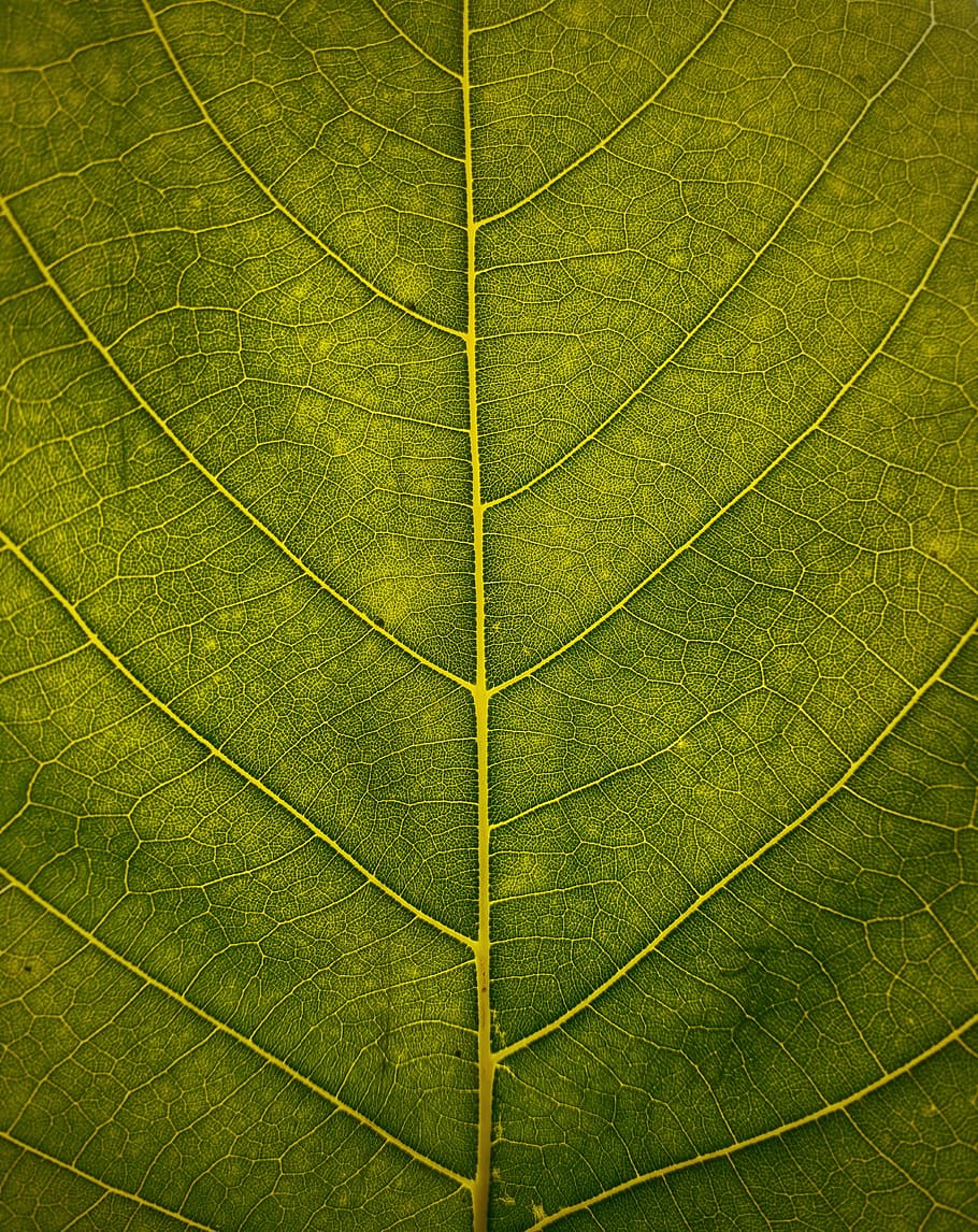 venes de les fulles, fotografia macro, verd, full, textura, venes, planta, part de la planta, color verd, vena de la fulla, fons, marc complet, primer pla, cap gent, naturalesa, creixement, patró, bellesa a la natura, patró natural, medi ambient, arbre, macro, a l'aire lliure, còpia espai, directament a sota, efecte texturat, 2K
