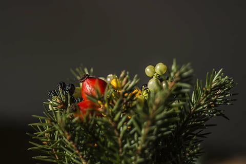 superficial, focalizare fotografie, verde, plantă, roșu, artificial, decor, copac, fruct, afişa, proiecta, nici o persoana, noapte, floare, Fundal negru, prospeţime, a închide, alimente, iluminat, selectiv, mancare si bautura, mâncat sănătos, frumusețe în natură, natură, studio shot, creştere, în interior, Culoarea verde, bunăstare, 1080P, CC0, domeniu public, fără drepturi de autor