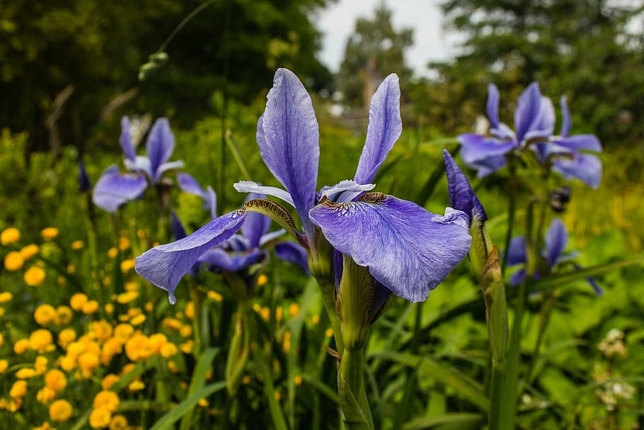 fiori, giardino, natura, fiore, pianta, viola, estate, blu, pianta fiorita, freschezza, crescita, bellezza nella natura, petalo, fragilità, vulnerabilità, infiorescenza, testa di fiore, avvicinamento, concentrarsi sulle conoscenze acquisite, iris, iris - pianta, nessuno, terra, giorno, all'aperto, 1080P