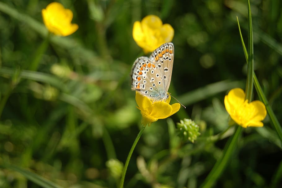farfalla, piccola farfalla, fiore, pianta fiorita, fauna selvatica, pianta, temi animali, bellezza nella natura, invertebrato, animale, un animale, insetto, giallo, farfalla - insetto, animali allo stato selvatico, petalo, avvicinamento, fragilità, ala animale, natura, crescita, freschezza, testa di fiore, nessuno, all'aperto, impollinazione, 2K