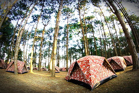 natură, pădure, copaci, frunze, tabără, camping, mediu inconjurator, idilic, liniștit, corturi, liniştit, scoarta de copac, trunchiuri de copaci, copac, plantă, zi, umbrelă, creştere, protecţie, liniște, în aer liber, teren, lumina soarelui, frumusețe în natură, Securitate, nici o persoana, o scenă liniștită, cort, iarbă, trunchi de copac, 2K, CC0, domeniu public, fără drepturi de autor