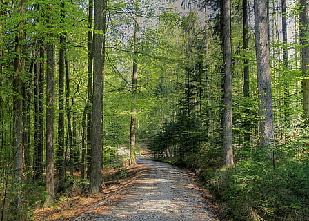 les, jaro, Příroda, buk, strom, buk, strom, zelená, maiwald, krajina, listy, venku, den, nikdo, rostlina, přistát, krása v přírodě, mimoměstské scény, cesta vpřed, klid, směr, růst, scenics - příroda, zelená barva, kmen stromu, klidné scény, kufr, svěží zeleň, borovice, borové lesy, jehličnatého stromu, perspektiva, bambus - rostlina, 2K, CC0, veřejná doména, bez autorských práv