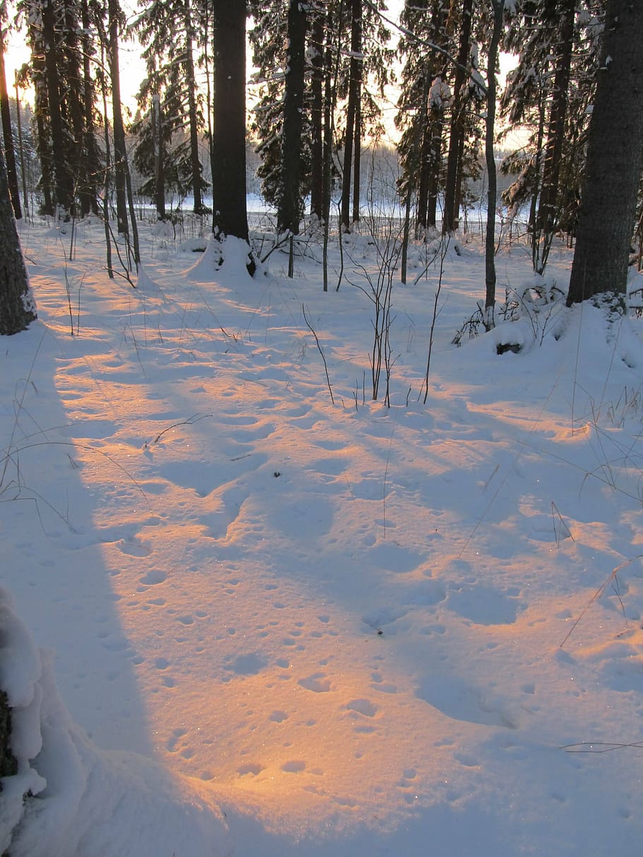 inverno, sei, foresta, tramonto, Crosta, la neve, temperatura fredda, albero, terra, Colore bianco, copertura, bellezza nella natura, campo, pianta, la tranquillità, scenics - natura, scena tranquilla, natura, nessuno, scena non urbana, congelato, ambiente, paesaggio, montagna innevata, 4K