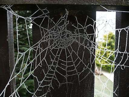 Cobweb, Web, Spider, Spiderweb, Insect, web, spider, trap, halloween, scary, creepy, spooky, arachnid, fence, frost, cobwebby, hanging, damaged, window, destruction, cracked, shattered glass, no people, spider web, fragility, focus on foreground, close-up, pattern, vulnerability, nature, architecture, outdoors, day, plant, complexity, built structure, natural pattern, security, broken, metal, protection, 2K, CC0, public domain, royalty free