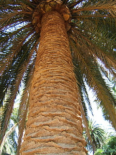 Kofferraum, Palme, groß, Textur, Baum, Natur, draußen, tropisches Klima, Himmel, Flachwinkelansicht, Baumstamm, keine Leute, Pflanze, große Höhe, Wachstum, Tag, Palmblatt, Schönheit in der Natur, direkt darunter, Dattelpalme, Ruhe, Blatt, tropischer Baum, Kokospalme, Baumkrone, 1080P, CC0, gemeinfrei, lizenzfrei