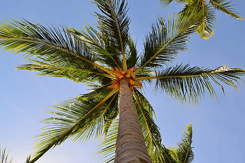 Baum, tropisch, Strand, coco, Natur, Sommer-, Costa, exotisch, Himmel, Ferien, Ausflug, draußen, Sol, keine Person, Insel, Landschaft, Pflanze, Umgebung, litoral, Blatt, tropisches Klima, Palme, Palmblatt, Flachwinkelansicht, tropischer Baum, Wachstum, Schönheit in der Natur, Kokospalme, keine Leute, Blau, Baumstamm, Kofferraum, Pflanzenteil, klarer Himmel, grüne Farbe, direkt darunter, 1080P, CC0, gemeinfrei, lizenzfrei