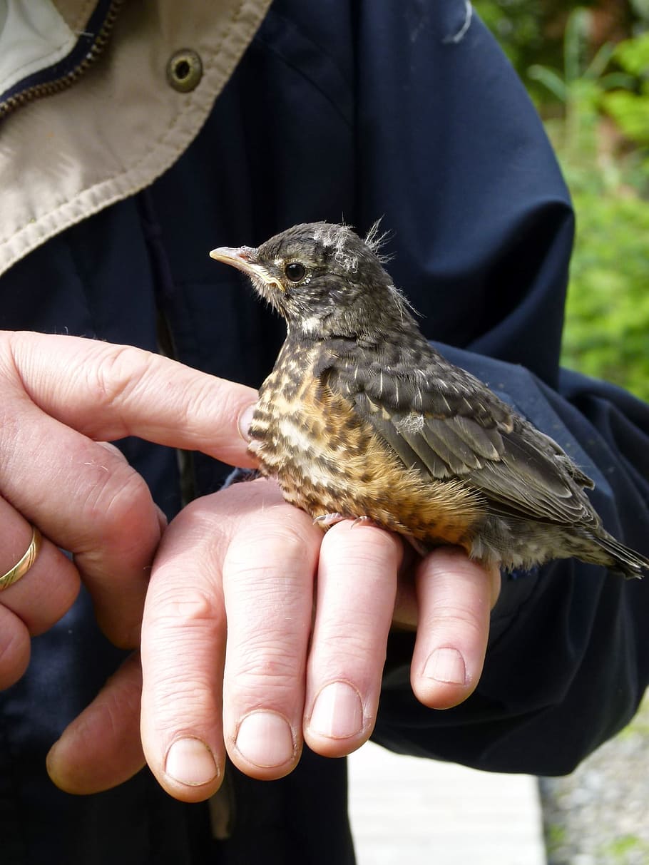 red robin, paukštis, ranka, viščiukas, sėdi, pobūdį, gyvūnas, plunksnos, laukinių gyvūnų, žmogaus ranka, žmogaus kūno dalis, ūkyje, tik vienas žmogus, suaugusiųjų, vienas gyvūnas, stuburiniai, gyvūnų gyvūnija, realūs žmonės, gyvūnams, vienas asmuo, sutelkti dėmesį į naujas žinias, midsection, dieną, pirštu, neatpažįstamas asmuo, žmogaus pirštu, kūno dalis, lauke, priežiūra, 2K