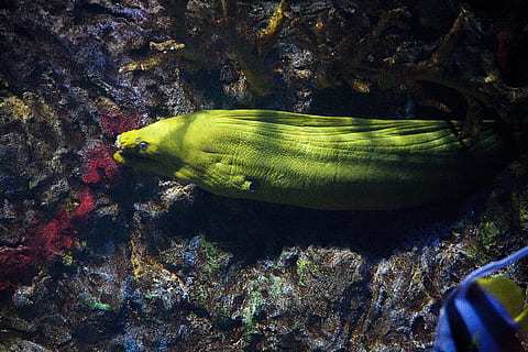 moray, anguila, escull, peix, mar, oceà, moray, anguila, escull, peix, sota l'aigua, tropical, naturalesa, aigua, animal, vida salvatge, marí, aquàtics, coral, gymnothorax, busseig, boca, blau, vermell, gegant, pacífic, colorit, dents, la vida, verd, salvatge, depredador, natural, gran, marró, la vida marina, clima tropical, un animal, temes d'animals, animals a la natura, fauna animal, vertebrats, nedar, cap gent, vista d’angle alt, submarí, primer pla, dia, 4K, CC0, domini públic, lliure de regalies