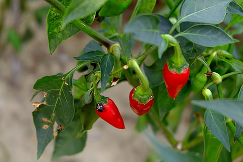 vermelho, foto de close-up de pimentão, vermelho frio, afiado, sai, erro, plantar, parque, Pimenta, especiaria, erva, legumes, folha, parte da planta, cor verde, crescimento, comida e bebida, fechar-se, Comida, ninguém, focar em primeiro plano, natureza, dia, frescura, pimenta vermelha, joaninha, fruta, 1080P, CC0, domínio público, royalty free