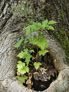 árvore, raiz, toco, latido, planta crescente, natureza, fechar-se, floresta, Prado, temporada, verão, planta selvagem, plantar, crescimento, parte da planta, folha, tronco, tronco de árvore, ninguém, dia, cor verde, ao ar livre, texturizado, beleza na natureza, terra, focar em primeiro plano, rude, 2K, CC0, domínio público, royalty free