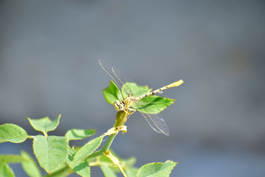 Libelle, Schwebeflug, Insekt, Nektar, Natur, Tierthemen, wirbellos, Tier, Tierwelt, ein Tier, Tiere in freier Wildbahn, Pflanzenteil, Blatt, Nahansicht, Pflanze, Fokus auf den Vordergrund, grüne Farbe, Tierflügel, Schönheit in der Natur, keine Leute, Tierkörperteil, draußen, Tag, 5K