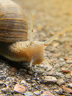 lumaca, conchiglia, gusci di lumaca, natura, guscio di chiocciola, spirale, molluschi, animali, rettili, alloggiamento, macro, piaga delle lumache, lumaca di terra, lumaca marrone, schalenweichtiere, legna, casa, lentamente, lumaca di giardino, molti, duo, Caricamento in corso, paio, quantitativo, ita, attraversamento, insetto, plage, occupato, modello, temi animali, animale, fauna selvatica, un animale, animali allo stato selvatico, avvicinamento, mollusco, gasteropode, nessuno, antenna animale, parte del corpo animale, giorno, messa a fuoco selettiva, invertebrato, all'aperto, strisciando, guscio di animale, marino, 2K, CC0, dominio pubblico, privo di copyright