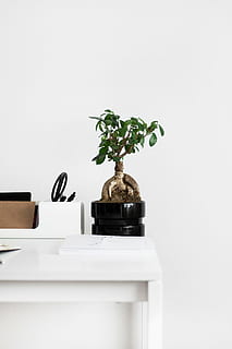 verd, fulles, planta, rodó, negre, olla, blanc, prestatge, al costat, paret, taula, quadern, arbre, gerro, test, netejar, a l'interior, cap gent, luxe, tir de l'estudi, full, fons blanc, dia, naturalesa, part de la planta, planta en test, creixement, Color blanc, interior de casa, còpia espai, funció de construcció de parets, arbre bonsai, bellesa a la natura, mobles, fragilitat, planta d'interior, 4K, CC0, domini públic, lliure de regalies
