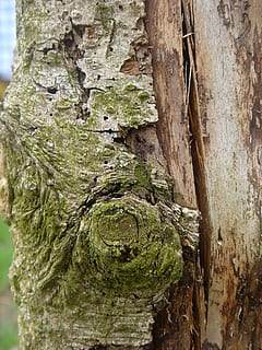 tre, gammel, bark, ansikt, skjema, stamme, trestamme, strukturert, anlegg, nærbilde, dag, ujevn, ingen folk, mose, vekst, natur, plantebark, tre - materiale, forvitret, utendørs, fokusere på forgrunnen, seighet, mønster, lichen, 1080P, CC0, offentlig domene, opphavsrett gratis