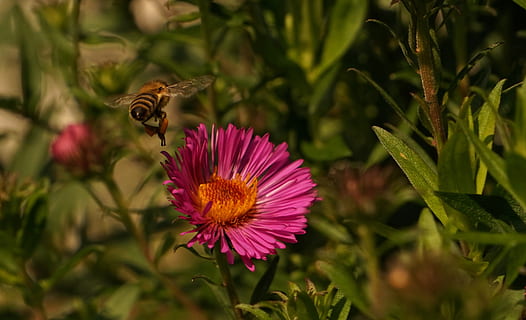 veps, Bie, fly, Lukk, anlegg, natur, parkere, blomster, rosa blomst, nektar, blomst, blomstrende plante, skjørhet, sårbarhet, friskhet, skjønnhet i naturen, blomsterhodet, vekst, petal, dyr, dyre temaer, dyr i naturen, ett dyr, dyreliv, insekt, virvelløse, inflorescence, nærbilde, rosa farge, ingen folk, pollinering, pollen, sommerfugl - insekt, dyrfløyen, lilla, 2K, CC0, offentlig domene, opphavsrett gratis