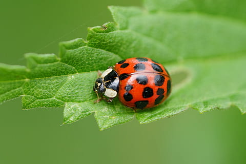 rød, hvid, grøn, blad, mariehøne, makro, bille, mariehønsblad, grøn farve, et dyr, insekt, dyre temaer, dyr i naturen, hvirvelløse, dyreliv, dyr, plante del, tæt på, natur, ingen mennesker, plante, fik øje på, udendørs, fokus på forgrunden, lille, kravle, 2K