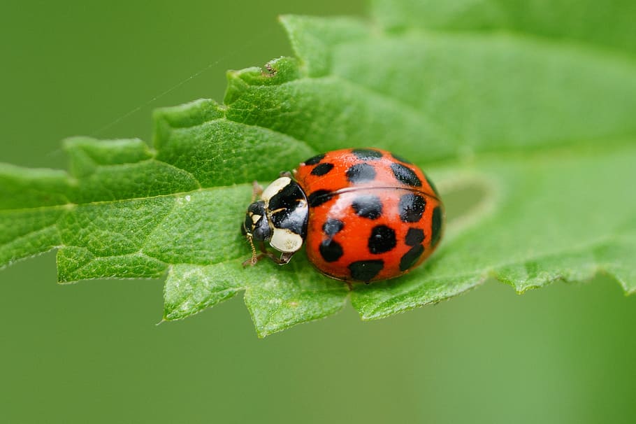 rød, hvid, grøn, blad, mariehøne, makro, bille, mariehønsblad, grøn farve, et dyr, insekt, dyre temaer, dyr i naturen, hvirvelløse, dyreliv, dyr, plante del, tæt på, natur, ingen mennesker, plante, fik øje på, udendørs, fokus på forgrunden, lille, kravle, 2K