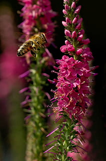 bi, insekt, tæt, makro, blomstre, flor, apis, blomst, dyr, honningbier, flyvningen, flyve, brummen, nærme sig, et dyr, skrøbelighed, lilla, natur, plante, skønhed i naturen, dyre temaer, dyr i naturen, dyreliv, blomstrende plante, sårbarhed, hvirvelløse, vækst, kronblad, tæt på, blomsterhoved, friskhed, ingen mennesker, bestøvning, udendørs, 1080P, CC0, offentligt domæne, royaltyfrie