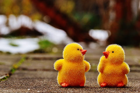 pui, Paști, drăguţ, figura, temă easter, dulce, decor, primăvară, galben, pasăre, animale tematice, animal, tânără pasăre, grup de animale, tânăr animal, nici o persoana, păsări de curte, să se concentreze asupra primelor elemente, rață, animale vertebrate, pui de pasăre, șeptel, puisor, natură, zi, animale sălbatice, două animale, apă, familie de animale, 5K, CC0, domeniu public, fără drepturi de autor