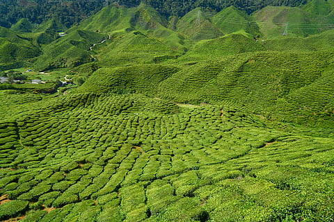 Tea, Field, Plant, Tiny, Tree, Nature, tiny tree, peace, sunny, environmental, mountain, agriculture, background, rural, leaves, landscape, green, the tea plantations, great, beautiful, tea garden, taylor, asian, grass, tea plants, texture, sky, horizontal, malaysia, perfect, green color, rural scene, farm, environment, land, scenics - nature, crop, tranquility, plantation, lush foliage, growth, foliage, tea crop, beauty in nature, tranquil scene, no people, outdoors, tropical tree, 5K, CC0, public domain, royalty free