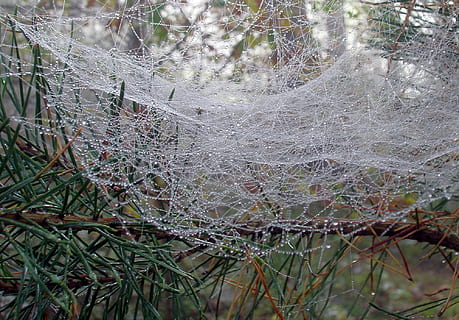 web, rugiada, gocce di pioggia, bagnato, natura, pianta, albero, crescita, nessuno, giorno, la tranquillità, ragnatela, ramo, bellezza nella natura, fragilità, terra, avvicinamento, acqua, concentrarsi sulle conoscenze acquisite, all'aperto, foresta, vulnerabilità, complessità, 1080P, CC0, dominio pubblico, privo di copyright