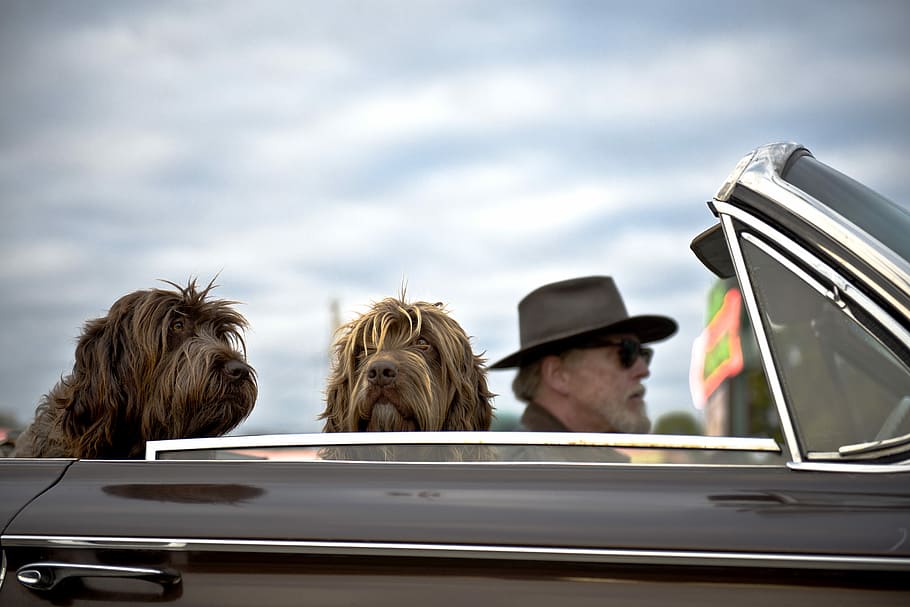 foto, uomo, guida, auto, Due, cane, pelo duro, cani, giorno, convertibile, cappello, caucasico, crociera, animale domestico, animale, giro in macchina, mezzi di trasporto, modo di trasporto, colpo alla testa, uomini, ritratto, adulto, persone, veicolo a motore, maschi, viaggio, mammifero, all'aperto, due persone, nuvola - cielo, cielo, viaggio su strada, 5K