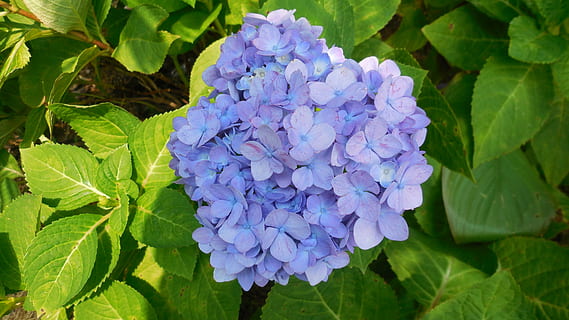 hydrangea, bunga, biru, musim semi, taman, alam, tanaman berbunga, menanam, keindahan di alam, ungu, kesegaran, daun bunga, kerentanan, kerapuhan, merapatkan, bagian tanaman, pertumbuhan, daun, kepala bunga, hal berkembang, hari, seikat bunga, 4K, CC0, domain publik, bebas royalti