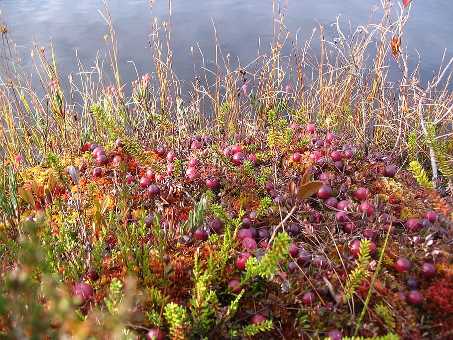 nabiu de grua, tardor, bog, arbustos, arbusts, vegetació, planta, creixement, bellesa a la natura, flor, planta amb flors, naturalesa, terra, cap gent, tranquil·litat, aigua, frescor, dia, vulnerabilitat, fragilitat, camp, a l'aire lliure, enfocament selectiu, herba, llac, porpra, 1080P