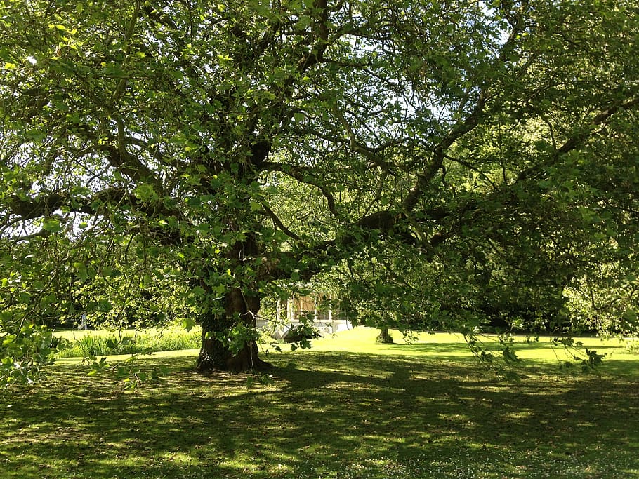 arbres, verd, flora, plantes, parcs, jardins, jardineria, gran, branques, fulles, frondós, herbes, gespa, medi ambient, paisatge, natural, naturalesa, planta, arbre, color verd, herba, bellesa a la natura, creixement, dia, parc, tranquil·litat, llum solar, escenics - natura, escena tranquil·la, cap gent, ombra, terra, a l'aire lliure, fullatge, exuberant fullatge, 2K