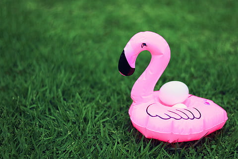 rosa, flamenc inflable, verd, camp de gespa, inflable, flamenc, gespa verda, color rosa, a l'aire lliure, herba, color verd, cap gent, infància, festa - esdeveniment social, planta, celebració, naturalesa, terra, camp, dia, emoció, animal, amor, forma del cor, representació, representació animal, Pasqua, emoció positiva, 1080P, CC0, domini públic, lliure de regalies