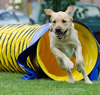 hund, løb, hen imod, kamera, labrador, tunnel, smidighed, helvede, blond, motion optagelse, kæledyr, udendørs, dyr, sjovt, et dyr, husdyr, hunde, indenlandske, pattedyr, græs, dag, hvirveldyr, plante, fokus på forgrunden, bold, portræt, natur, mennesker, foran eller baggård, munden åben, 2K, CC0, offentligt domæne, royaltyfrie