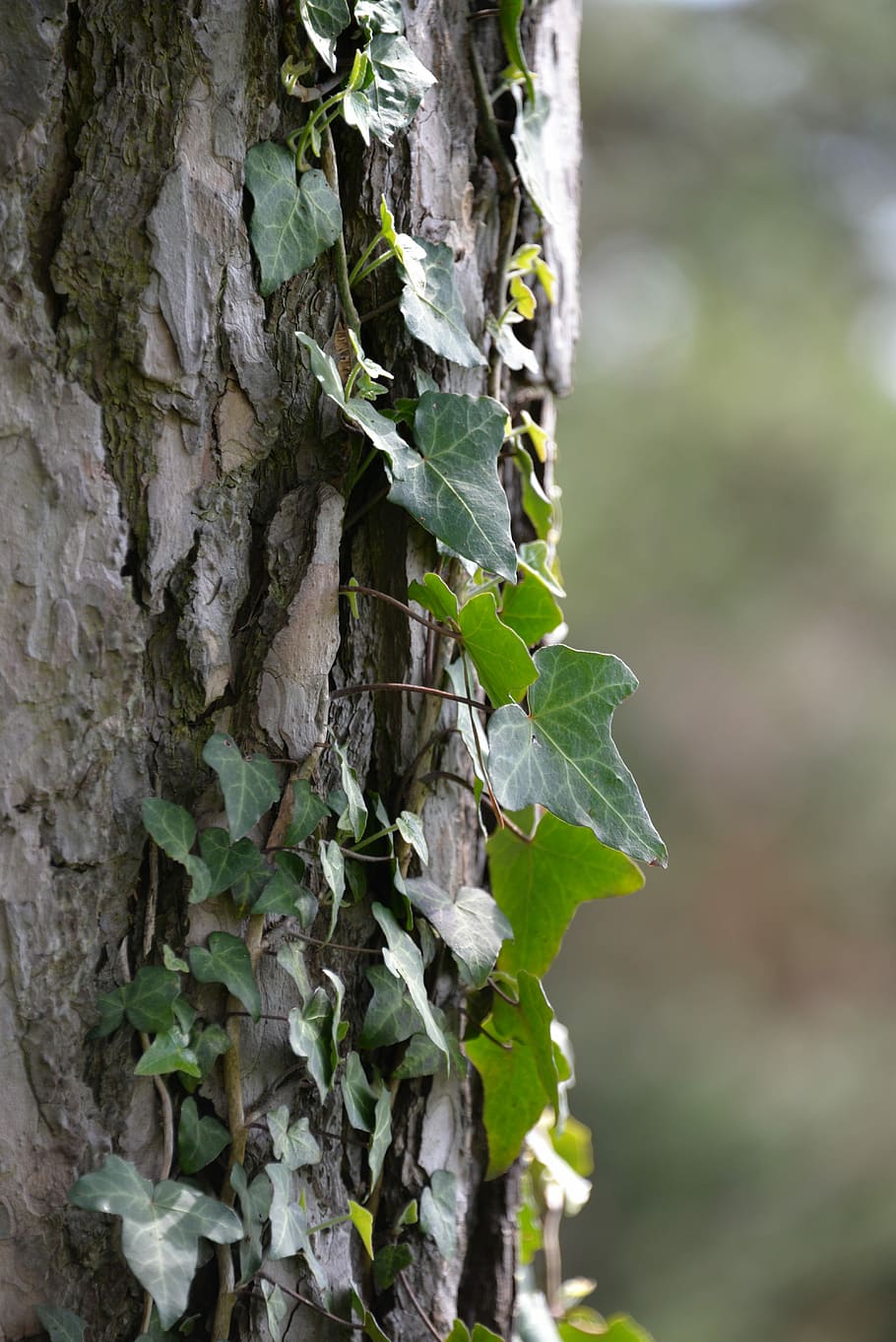 vedbend, træ, træ, creeper, log, ahorn, bark, vedbend, træ, slyngplante, natur, gammel, stamme, grøn, vækst, blad, fokus på forgrunden, plante, tæt på, træstamme, bagagerum, plante del, dag, ingen mennesker, grøn farve, skønhed i naturen, udendørs, selektiv fokusering, sårbarhed, creeper plante, friskhed, lichen, blade, 5K