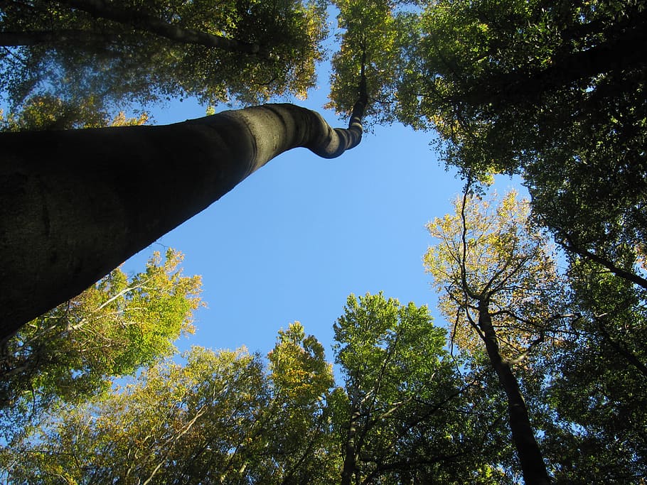 arbres, cel, superior, blau, verd, soques, parcialment ennuvolat, arbre, planta, vista d’angle baix, escultura, art i artesania, naturalesa, estàtua, representació, dia, cap gent, representació humana, religió, creixement, creativitat, color verd, creença, cel clar, arquitectura, a l'aire lliure, 4K