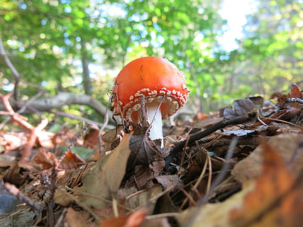 buzzer, orange, blushes, fly agaric, amanita muscaria, toxic, disc fungus, mushroom, fungus, vegetable, fly agaric mushroom, food, land, tree, toadstool, day, nature, plant, close-up, growth, forest, no people, food and drink, selective focus, edible mushroom, vulnerability, plant part, outdoors, surface level, poisonous, 4K, CC0, public domain, royalty free