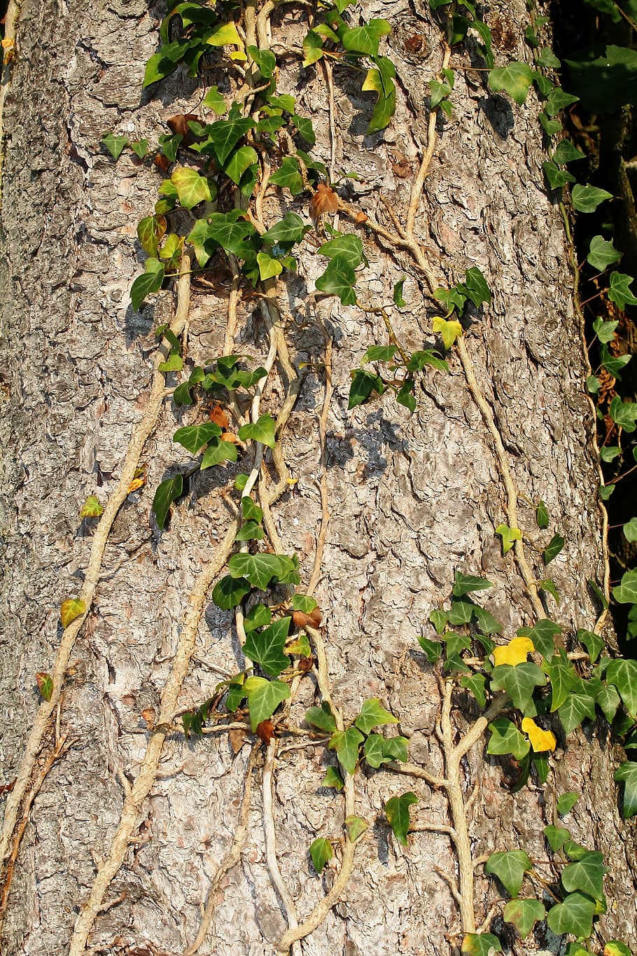 træ, log, bark, vedbend, vedblade blade, slyngplante, klatrer, plante, vækst, natur, dag, ingen mennesker, plante del, blad, tæt på, bagagerum, træstamme, udendørs, tekstureret, høj vinkel visning, grøn farve, skønhed i naturen, Mark, jord, ru, blade, 5K