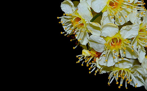 blomst, flor, forår, natur, blomster, blomstrende, plante, blomstre, hvid, naturlig, botanik, skrøbelighed, tæt på, sort baggrund, sårbarhed, kronblad, skønhed i naturen, friskhed, studio skud, ingen mennesker, blomstrende plante, gul, blomsterhoved, vækst, kopiere plads, blomsterstand, indendørs, dyreliv, pollen, 1080P, CC0, offentligt domæne, royaltyfrie