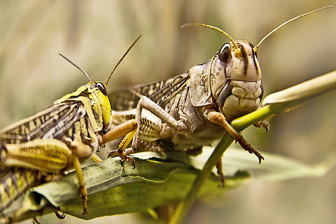 fokus fotografie, zwei, Heuschrecken, Heuschrecke, Insekt, schließen, Grün, Makro, Tier, Gras, Feld, Natur, wild, Tierthemen, Tiere in freier Wildbahn, Tierwelt, ein Tier, wirbellos, Nahansicht, selektiver Fokus, Pflanzenteil, keine Leute, Blatt, Tierkörperteil, Tag, Pflanze, Fokus auf den Vordergrund, 2K, CC0, gemeinfrei, lizenzfrei