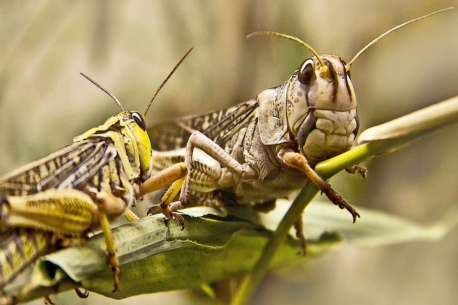 fokus fotografie, zwei, Heuschrecken, Heuschrecke, Insekt, schließen, Grün, Makro, Tier, Gras, Feld, Natur, wild, Tierthemen, Tiere in freier Wildbahn, Tierwelt, ein Tier, wirbellos, Nahansicht, selektiver Fokus, Pflanzenteil, keine Leute, Blatt, Tierkörperteil, Tag, Pflanze, Fokus auf den Vordergrund, 2K