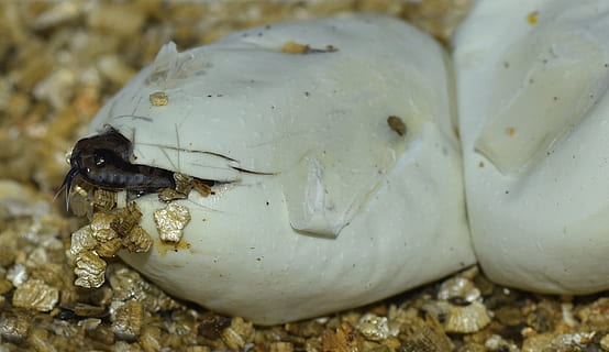 selektivní, zaostřovací fotografie, Černá, had, shell, vejce, poklop, malý, dítě, chov, vlastní potomstvo, koberec python, žlutá, zvířat, zvíře, detail, zvířata ve volné přírodě, jednoho zvířete, nikdo, Příroda, obratlovců, část těla zvířete, moře, zvířecí zuby, přistát, pod vodou, den, zaměřit se na popředí, zvířecí hlavy, venku, krab, námořní, zvířecí ústa, 1080P, CC0, veřejná doména, bez autorských práv
