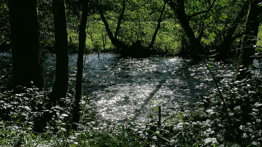 riu, reflexions, llum, cursos d'aigua, naturalesa, reflexos de llum, contrast, aigua, reflexió, llum i ombra, brilli, morvan, arbre, planta, bosc, terra, creixement, bellesa a la natura, tranquil·litat, cap gent, tronc de l'arbre, tronc, dia, escenics - natura, escena tranquil·la, color verd, llum solar, a l'aire lliure, aigua que flueix, selva tropical, 5K