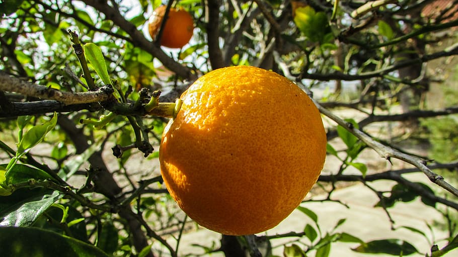 taronja, arbre, fruita, jardí, primavera, Xipre, cítrics, naturalesa, frescor, menjar, madur, orgànic, full, agricultura, alimentació saludable, planta, menjar i beguda, creixement, cap gent, centrar-se en primer pla, benestar, arbre fruiter, branca, primer pla, part de la planta, dia, a l'aire lliure, 4K