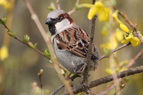 ocell de pardal, posat, branca d'un arbre, pardal, sperling, ocell, tancar, naturalesa, pardal de la casa, assegut, branca, animal, ocells, plomatge, pardals, temes d'animals, fauna animal, animals a la natura, vertebrats, un animal, centrar-se en primer pla, arbre, planta, primer pla, cap gent, dia, longitud completa, a l'aire lliure, menjar, 4K, CC0, domini públic, lliure de regalies
