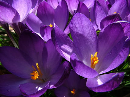 musim semi, crocus, ungu, bunga, menanam, violet, alam, daun bunga, merapatkan, tanaman berbunga, keindahan di alam, kesegaran, kerentanan, kerapuhan, pertumbuhan, hal berkembang, kepala bunga, tidak ada orang, serbuk sari, di luar rumah, hari, fokus pada latar depan, iris, 4K, CC0, domain publik, bebas royalti