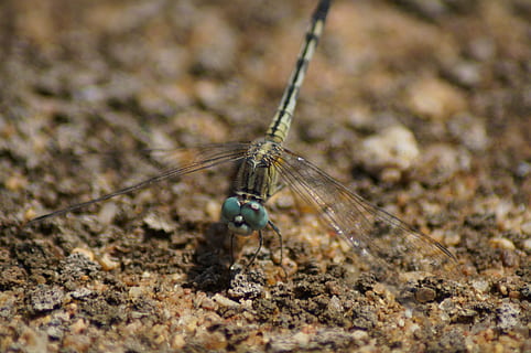 libélula, erro, insetos, libélulas, dourado, animal, vida selvagem, lindo, fechar-se, macro, lado de fora, desembarcou, inseto, natureza, animais selvagens, asa animal, um animal, temas animais, animais em estado selvagem, invertebrado, foco seletivo, dia, ninguém, ao ar livre, terra, parte do corpo animal, sujeira, campo, 4K, CC0, domínio público, royalty free