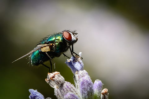 serangga, terbang, bug, alam, hama, sayap, margasatwa, makro, hijau, liar, biologi, lalat, kecil, lavender, tidak sehat, hinggap, tema binatang, hewan, satu binatang, satwa liar hewan, invertebrata, binatang di alam liar, bunga, tanaman berbunga, merapatkan, menanam, kerapuhan, keindahan di alam, sayap binatang, kerentanan, kesegaran, hari, tidak ada orang, fokus pada latar depan, kepala bunga, ungu, di luar rumah, penyerbukan, mata binatang, kepala hewan, 1080P, CC0, domain publik, bebas royalti