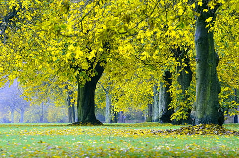 en, punkt perspektiv billede, træer, efterår, træ, blade, blad, grene, gul, sæsoner, parkere, vejr, plante, skønhed i naturen, natur, vækst, ro, jord, træstamme, bagagerum, rolig scene, ingen mennesker, scenics - natur, Mark, dag, blomst, udendørs, lave om, forår, blomsterseng, 1080P, CC0, offentligt domæne, royaltyfrie