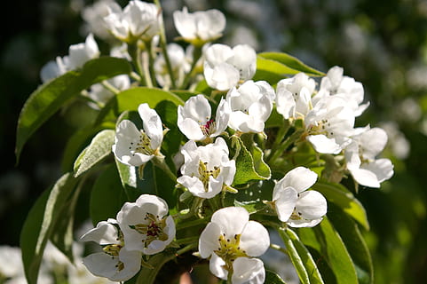primavera, petali, albero, fiori, pero, fiori bianchi, germoglio, bianca, fioritura, natura, verde, flora, Pera, soleggiato, fiorire, fioritura dell'albero da frutto, giardino, giardinieri, infiorescenza, botanica, decorativo, presagio di primavera, Piena fioritura, periodo dell'anno, Blütenmeer, in fiore, ramo, fiore di ciliegio, ramoscello fiorito, risveglio di primavera, febbre di primavera, ramoscello fiorente, albero da frutta, sbocciato, pianta fiorita, fiore, pianta, bellezza nella natura, freschezza, Colore bianco, fragilità, vulnerabilità, crescita, petalo, avvicinamento, testa di fiore, concentrarsi sulle conoscenze acquisite, giorno, nessuno, foglia, parte vegetale, all'aperto, polline, 2K, CC0, dominio pubblico, privo di copyright