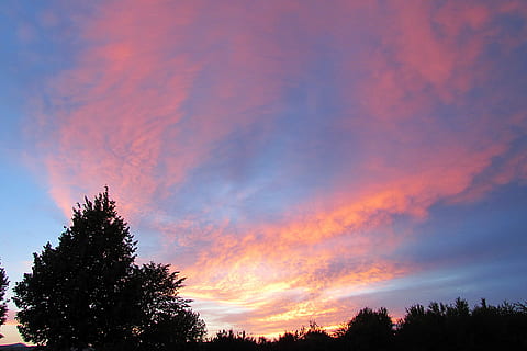 himmel, skydække, skyer, form, solnedgang, skyer form, skumring, træ, silhuet, scenics, fyrretræ, plante, sky - himmel, skønhed i naturen, scenics - natur, ro, rolig scene, natur, ingen mennesker, lav vinkel visning, vækst, orange farve, udendørs, idyllisk, dramatisk himmel, trætop, romantisk himmel, nåletræ, 4K, CC0, offentligt domæne, royaltyfrie