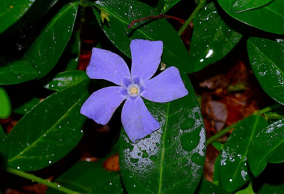 pervinca, viola, blu, blu verde, foglia verde, viola, blu, verde, foglia, fiore, natura, fiorire, primavera, pianta, flora, fioritura, naturale, botanica, giardino, vinca, petalo, stagione, botanico, far cadere, bagnato, acqua, parte vegetale, pianta fiorita, bellezza nella natura, crescita, fragilità, vulnerabilità, avvicinamento, freschezza, infiorescenza, testa di fiore, colore verde, nessuno, pioggia, goccia di pioggia, rugiada, all'aperto, purezza, stagione piovosa, le foglie, 1080P